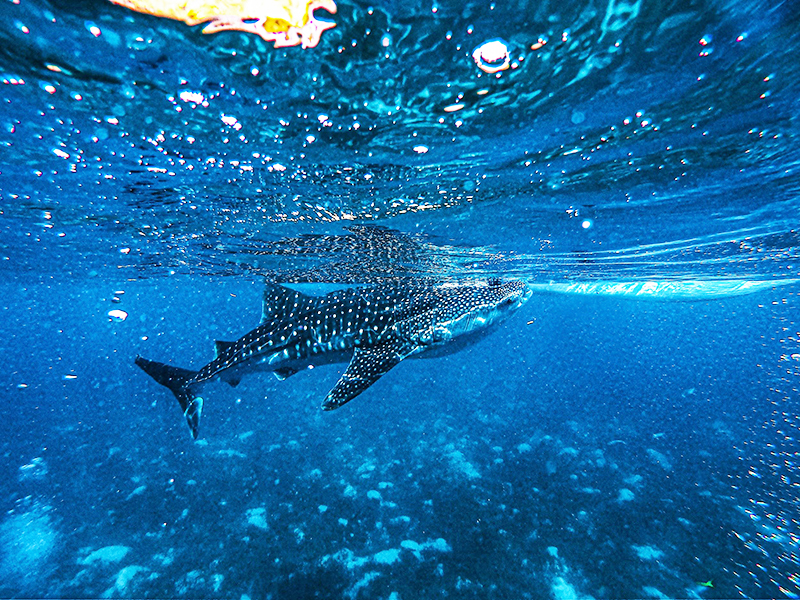 https://dhea-cebu.com/wp-content/uploads/2025/10/Activity_004.jpg
